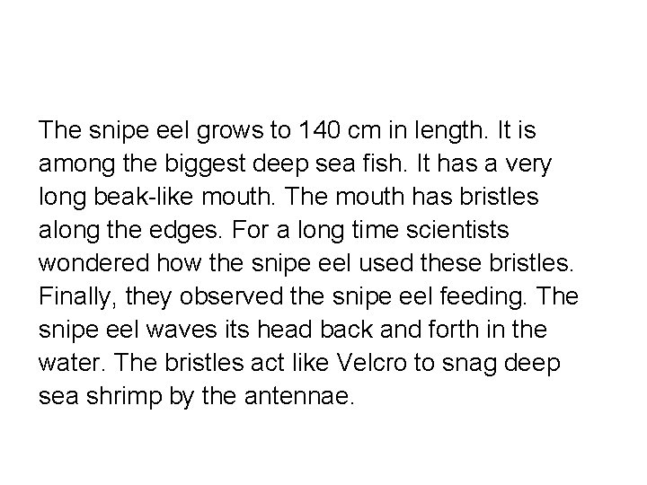 The snipe eel grows to 140 cm in length. It is among the biggest
