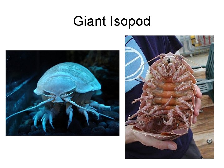 Giant Isopod 