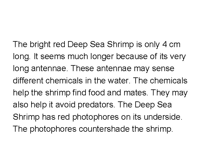 The bright red Deep Sea Shrimp is only 4 cm long. It seems much