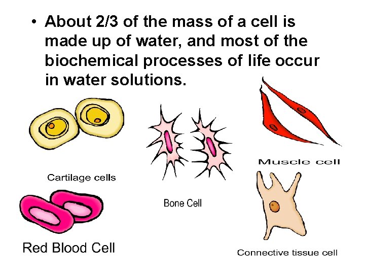 • About 2/3 of the mass of a cell is made up of • About 2/3 of the mass of a cell is made up of