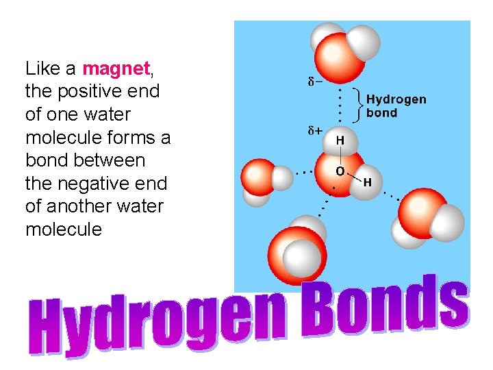 Like a magnet, the positive end of one water molecule forms a bond between Like a magnet, the positive end of one water molecule forms a bond between