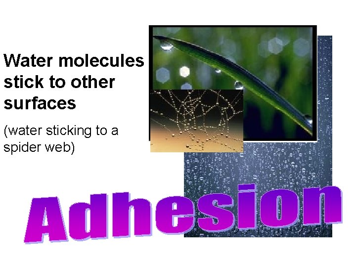 Water molecules stick to other surfaces (water sticking to a spider web) Water molecules stick to other surfaces (water sticking to a spider web)