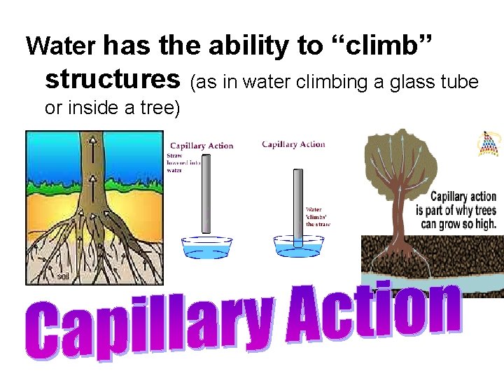 Water has the ability to “climb” structures (as in water climbing a glass tube Water has the ability to “climb” structures (as in water climbing a glass tube