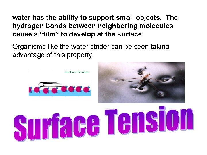 water has the ability to support small objects. The hydrogen bonds between neighboring molecules water has the ability to support small objects. The hydrogen bonds between neighboring molecules