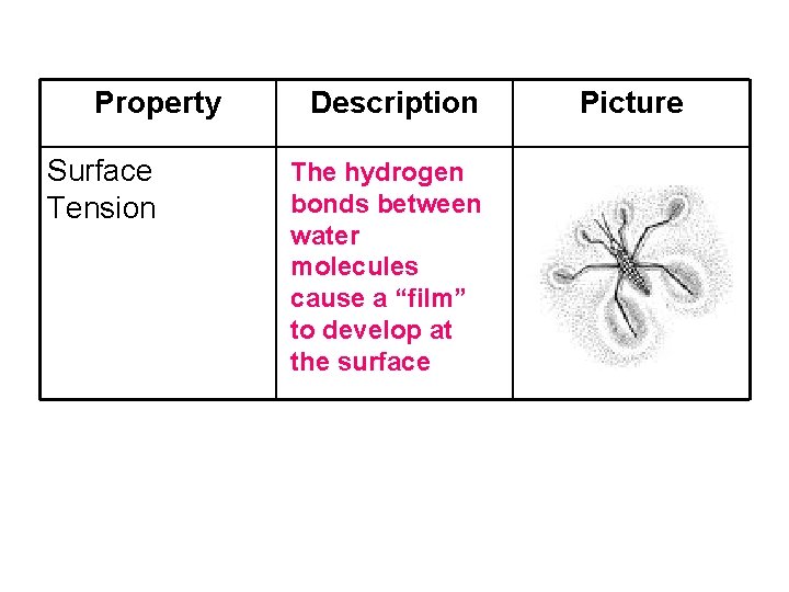 Property Surface Tension Description The hydrogen bonds between water molecules cause a “film” to Property Surface Tension Description The hydrogen bonds between water molecules cause a “film” to