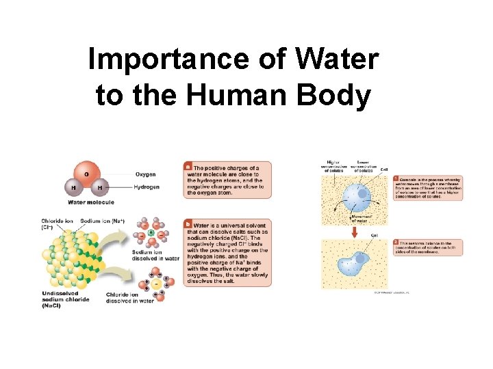 Importance of Water to the Human Body Importance of Water to the Human Body