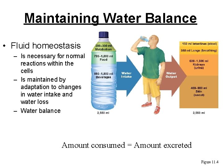 Maintaining Water Balance • Fluid homeostasis – Is necessary for normal reactions within the Maintaining Water Balance • Fluid homeostasis – Is necessary for normal reactions within the