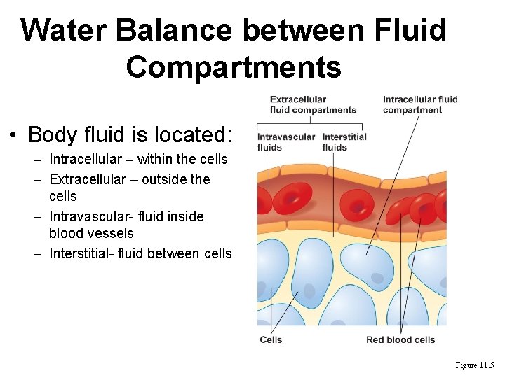 Water Balance between Fluid Compartments • Body fluid is located: – Intracellular – within Water Balance between Fluid Compartments • Body fluid is located: – Intracellular – within