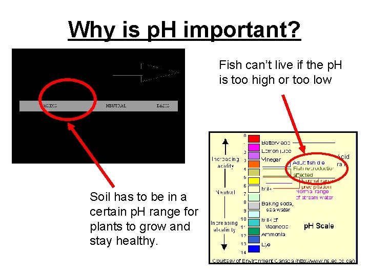 Why is p. H important? Fish can’t live if the p. H is too Why is p. H important? Fish can’t live if the p. H is too