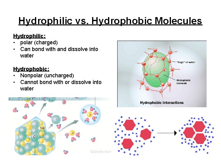 Hydrophilic vs. Hydrophobic Molecules Hydrophilic: • polar (charged) • Can bond with and dissolve Hydrophilic vs. Hydrophobic Molecules Hydrophilic: • polar (charged) • Can bond with and dissolve