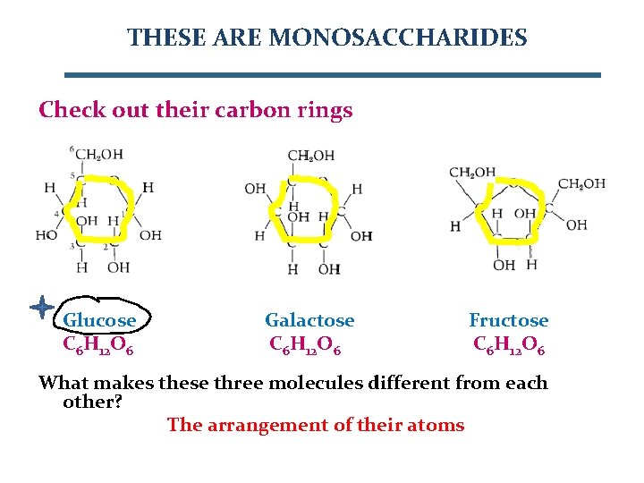 THESE ARE MONOSACCHARIDES Check out their carbon rings Glucose C 6 H 12 O