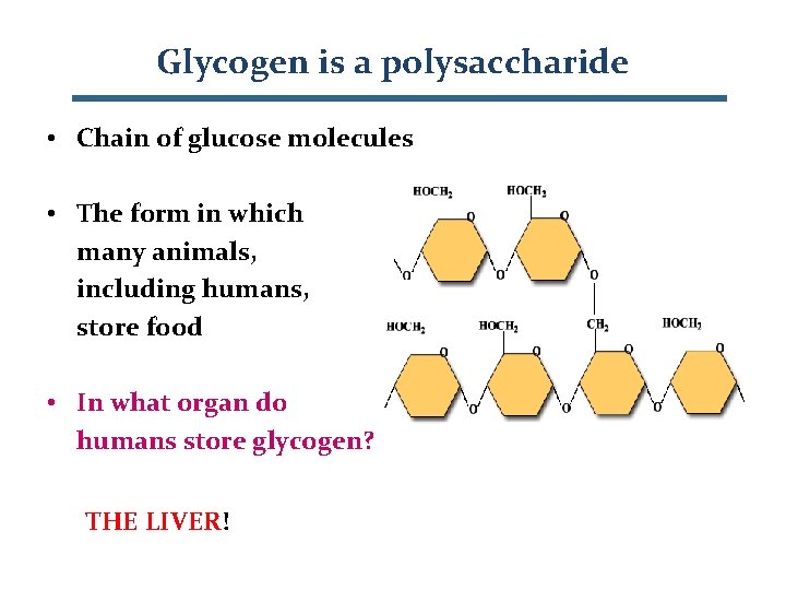 Glycogen is a polysaccharide • Chain of glucose molecules • The form in which