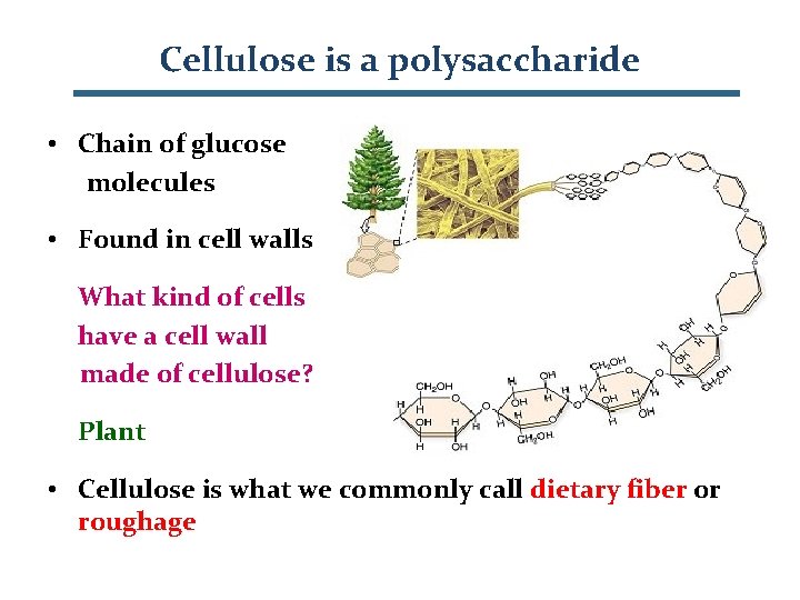 Cellulose is a polysaccharide • Chain of glucose molecules • Found in cell walls