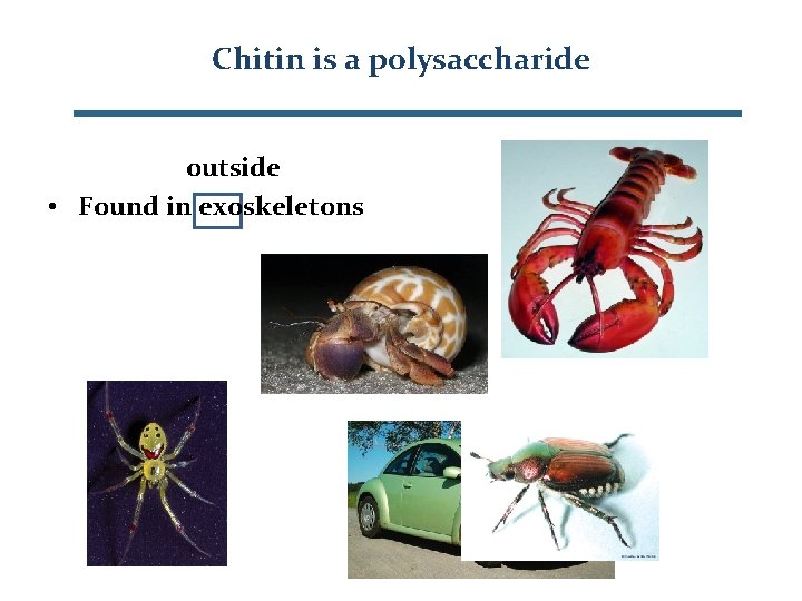Chitin is a polysaccharide outside • Found in exoskeletons 