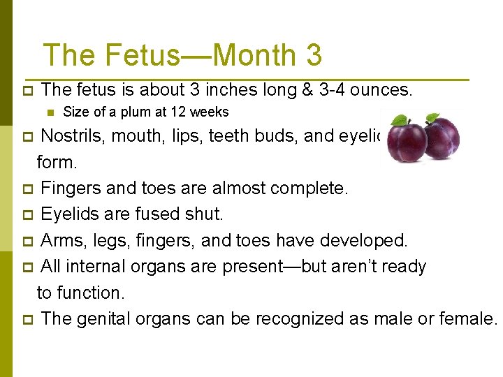 The Fetus—Month 3 p The fetus is about 3 inches long & 3 -4