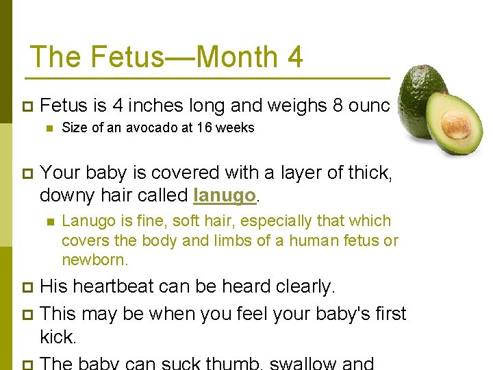 The Fetus—Month 4 p Fetus is 4 inches long and weighs 8 ounces. n