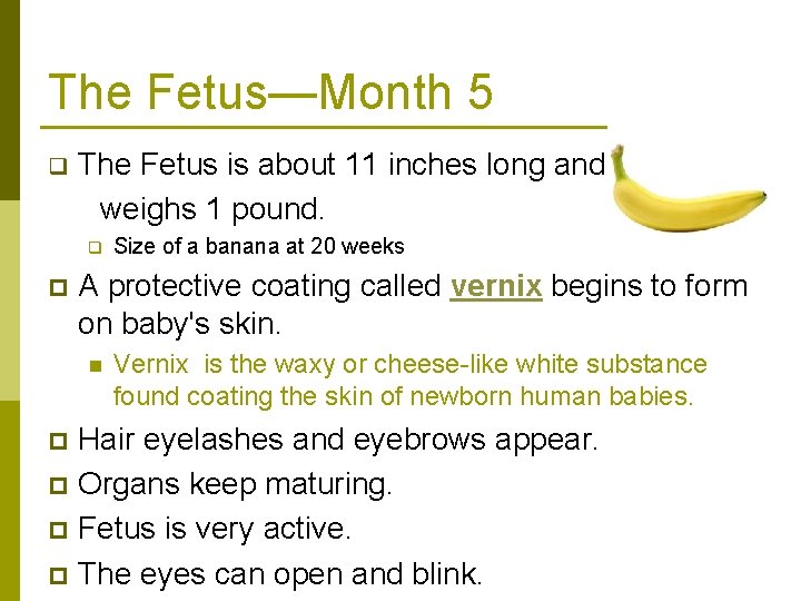 The Fetus—Month 5 The Fetus is about 11 inches long and weighs 1 pound.