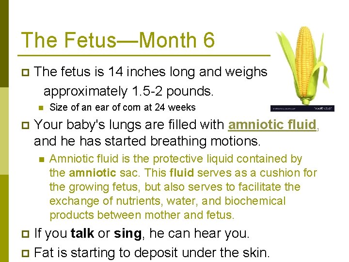The Fetus—Month 6 The fetus is 14 inches long and weighs approximately 1. 5