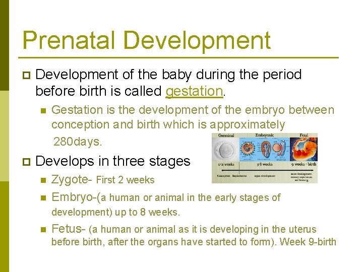 Prenatal Development p Development of the baby during the period before birth is called