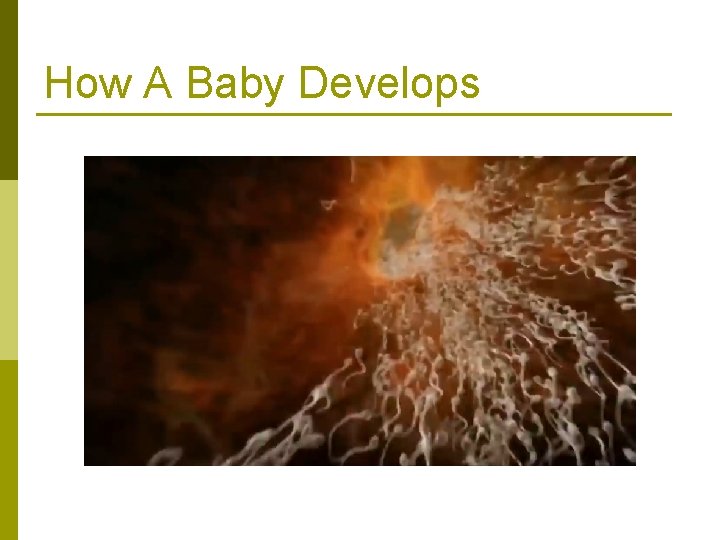 How A Baby Develops 