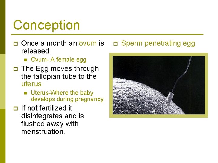 Conception p Once a month an ovum is released. n p The Egg moves