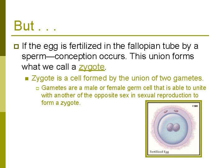 But. . . p If the egg is fertilized in the fallopian tube by