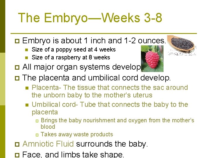 The Embryo—Weeks 3 -8 p Embryo is about 1 inch and 1 -2 ounces.