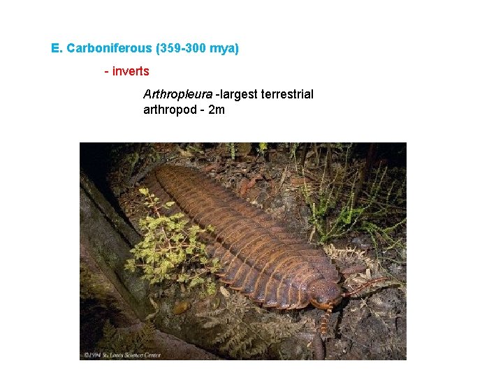 E. Carboniferous (359 -300 mya) - inverts Arthropleura -largest terrestrial arthropod - 2 m