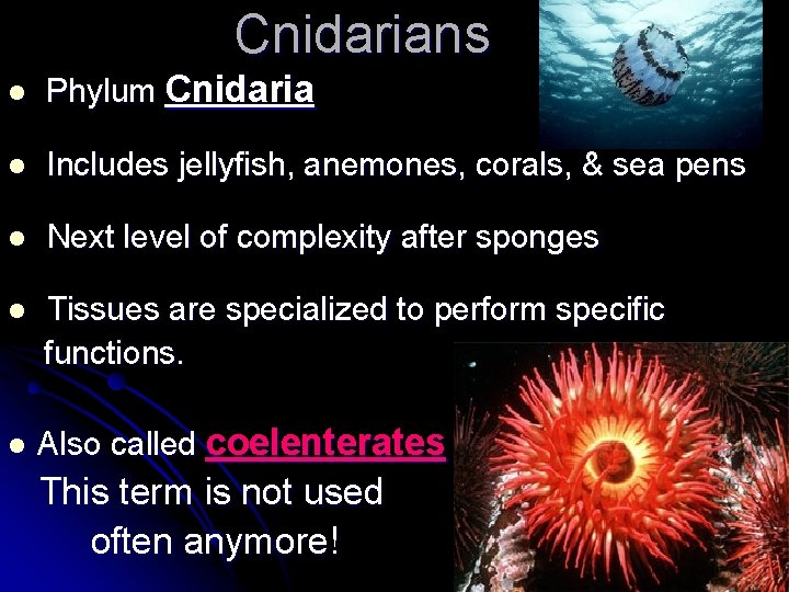 Cnidarians l Phylum Cnidaria l Includes jellyfish, anemones, corals, & sea pens l Next Cnidarians l Phylum Cnidaria l Includes jellyfish, anemones, corals, & sea pens l Next