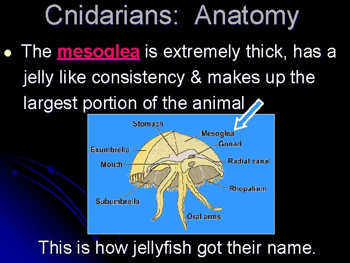 Cnidarians: Anatomy l The mesoglea is extremely thick, has a jelly like consistency &