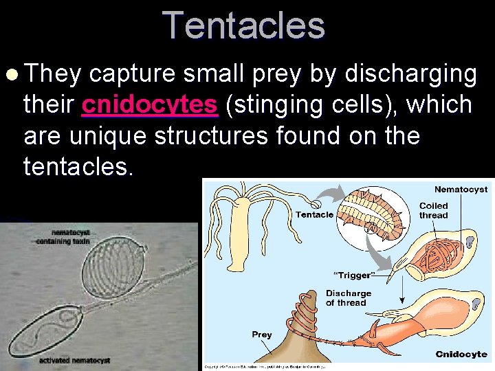 Tentacles l They capture small prey by discharging their cnidocytes (stinging cells), which are Tentacles l They capture small prey by discharging their cnidocytes (stinging cells), which are