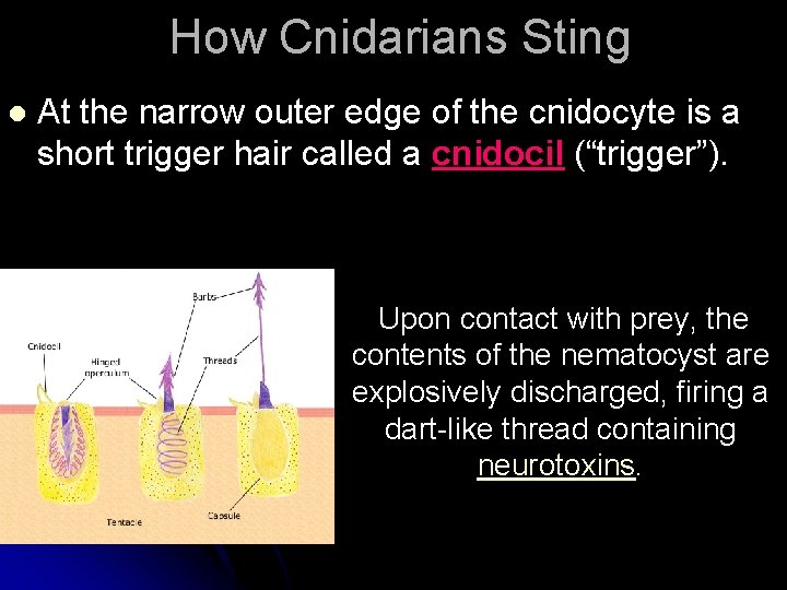 How Cnidarians Sting l At the narrow outer edge of the cnidocyte is a