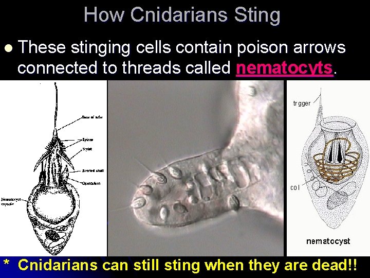 How Cnidarians Sting l These stinging cells contain poison arrows connected to threads called How Cnidarians Sting l These stinging cells contain poison arrows connected to threads called