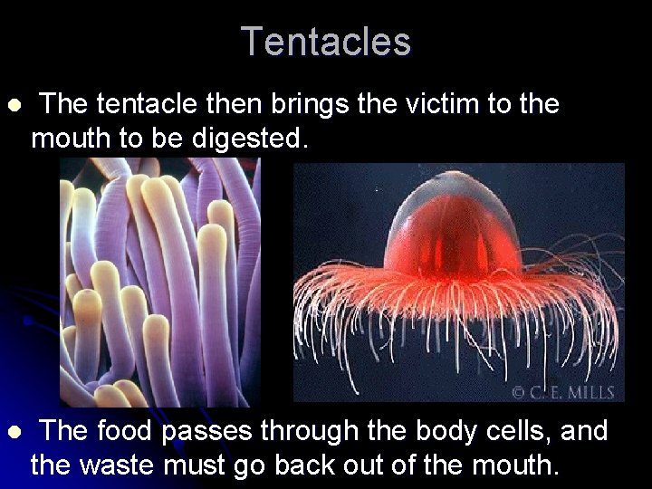 Tentacles l The tentacle then brings the victim to the mouth to be digested.