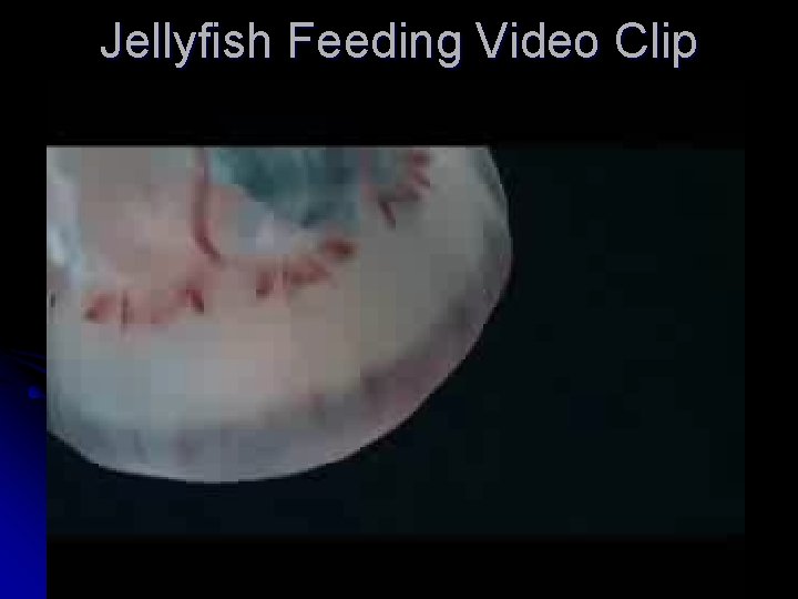 Jellyfish Feeding Video Clip Jellyfish Feeding Video Clip