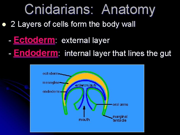 Cnidarians: Anatomy l 2 Layers of cells form the body wall - Ectoderm: external