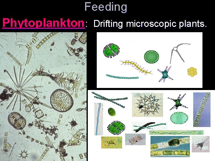 Feeding Phytoplankton: Drifting microscopic plants. 