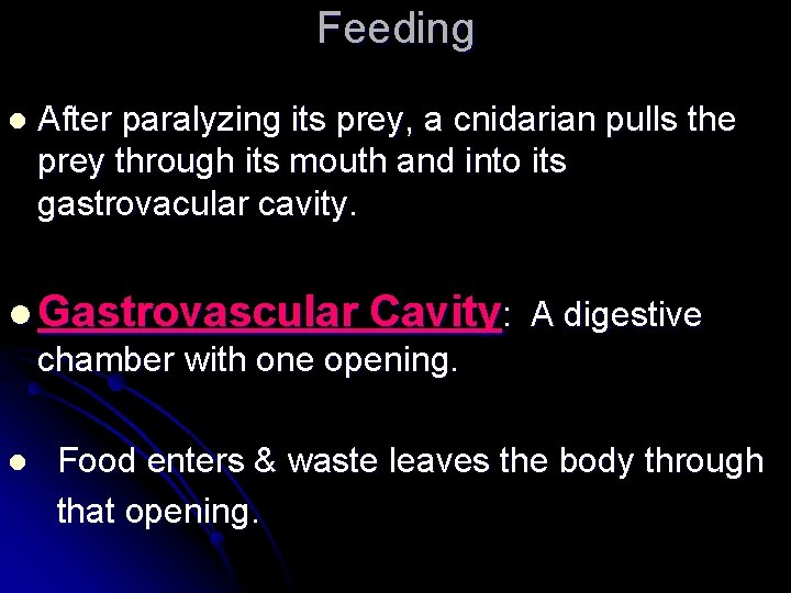 Feeding l After paralyzing its prey, a cnidarian pulls the prey through its mouth