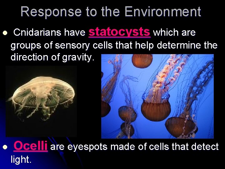 Response to the Environment l l Cnidarians have statocysts which are groups of sensory Response to the Environment l l Cnidarians have statocysts which are groups of sensory