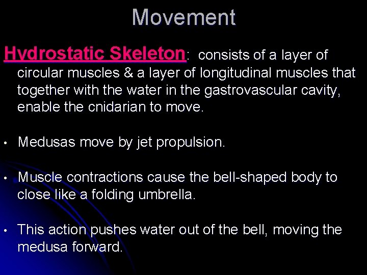 Movement Hydrostatic Skeleton: consists of a layer of circular muscles & a layer of