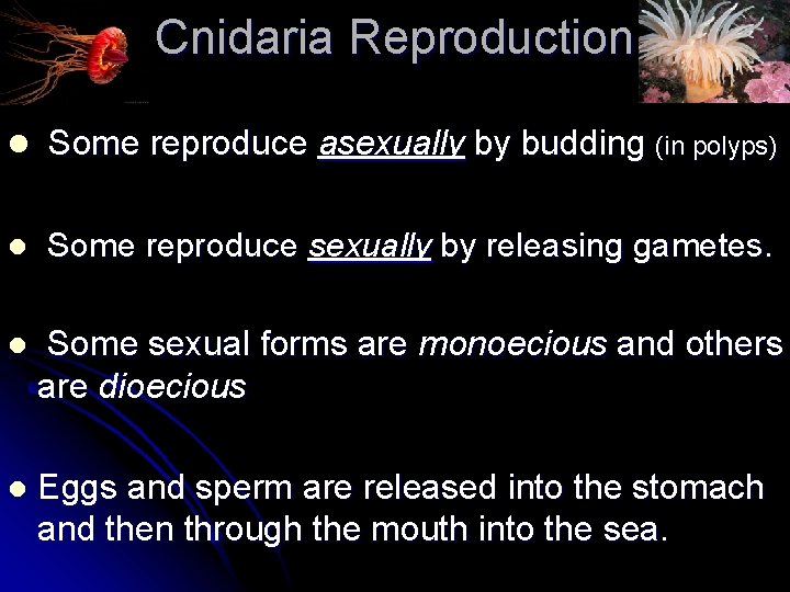Cnidaria Reproduction l Some reproduce asexually by budding (in polyps) l Some reproduce sexually