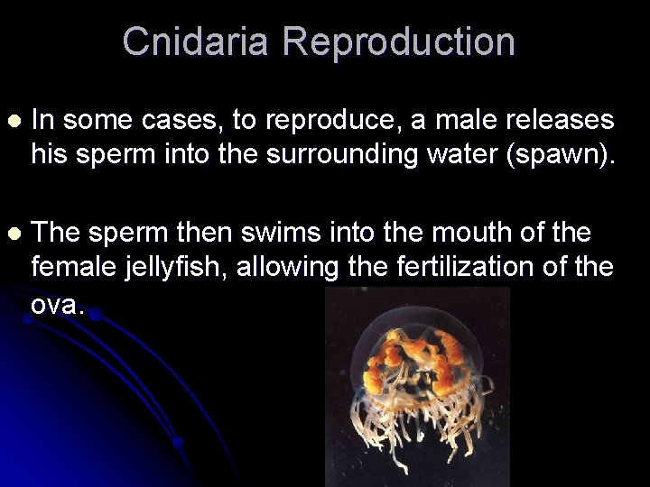Cnidaria Reproduction l In some cases, to reproduce, a male releases his sperm into Cnidaria Reproduction l In some cases, to reproduce, a male releases his sperm into
