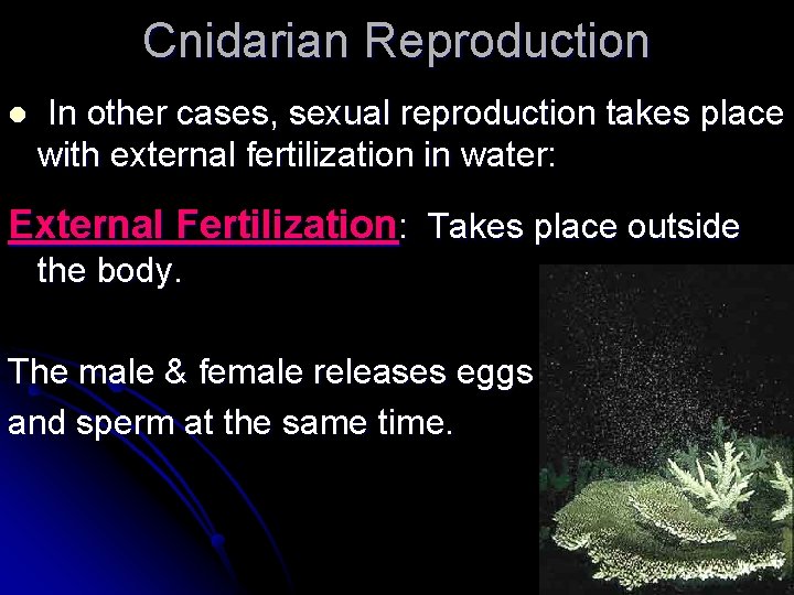 Cnidarian Reproduction l In other cases, sexual reproduction takes place with external fertilization in