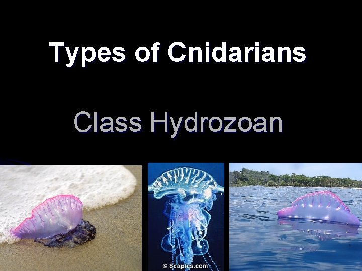Types of Cnidarians Class Hydrozoan Types of Cnidarians Class Hydrozoan