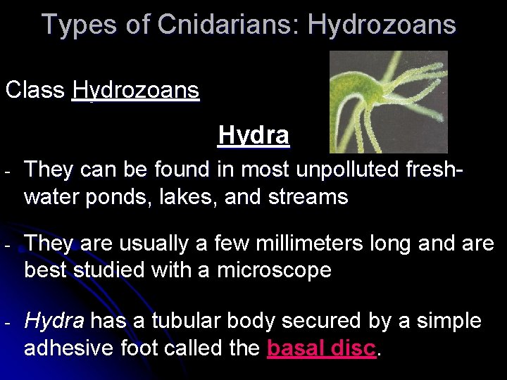 Types of Cnidarians: Hydrozoans Class Hydrozoans Hydra - They can be found in most