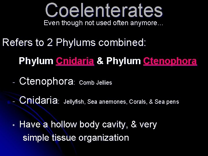 Coelenterates Even though not used often anymore… Refers to 2 Phylums combined: Phylum Cnidaria Coelenterates Even though not used often anymore… Refers to 2 Phylums combined: Phylum Cnidaria