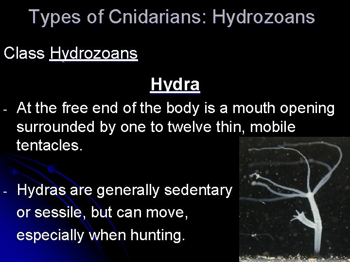 Types of Cnidarians: Hydrozoans Class Hydrozoans Hydra - At the free end of the
