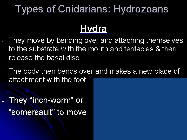 Types of Cnidarians: Hydrozoans Hydra - They move by bending over and attaching themselves