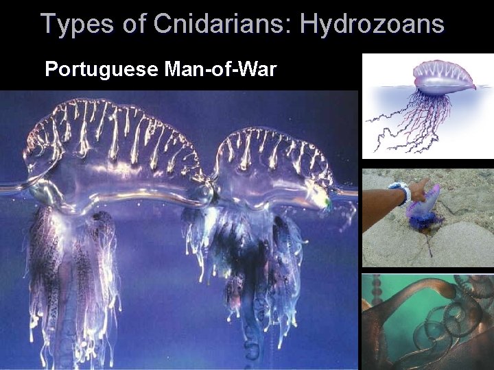 Types of Cnidarians: Hydrozoans Portuguese Man-of-War Types of Cnidarians: Hydrozoans Portuguese Man-of-War