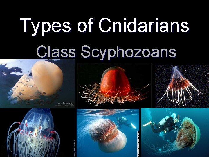 Types of Cnidarians Class Scyphozoans 